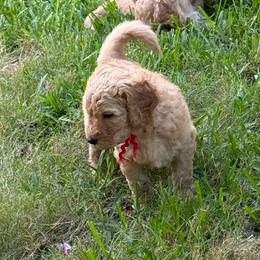 Big Red - Red  male Goldendoodle puppy in Cape Coral, Florida from GoldenDoodles Cape Coral