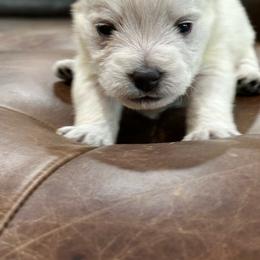 Pippa - White female West Highland White Terrier puppy in Ridgeway, Virginia from Rivers Bend Westies