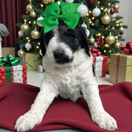 Nellie - Parti female Goldendoodle puppy in Prosperity, Pennsylvania from Stelladoodles & Company