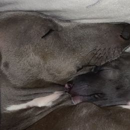 Italian Greyhounds from Anastasiya's Italian Greyhounds