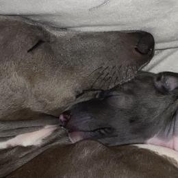 Italian Greyhounds from Anastasiya's Italian Greyhounds