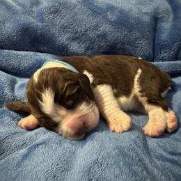 Light blue - Liver white and tan male English Springer Spaniel puppy in Williston, Florida from Bizzy Farms English Springer Spaniels
