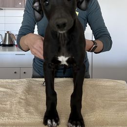 Whippet Puppies from Jody Eller's Whippets