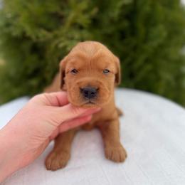 Red - Dark golden male Golden Retriever puppy in Utah from Deseret Peak Goldens