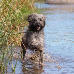 Australian Shepherds and Pyrenean Shepherds from Coolmoor