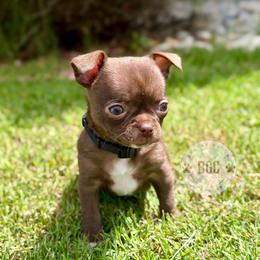 Quill - Chocolate and white male Chihuahua puppy in Forsyth, Georgia from Brooks Grove Canines LLC