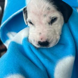 Snickers - White and black female Dalmatian puppy in Austin, Texas from Dazzling Dalz
