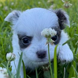 Cosita (formerly Skye) - Blue and white female Chihuahua puppy in Laurel, Mississippi from Home of Tiny Chihuahuas