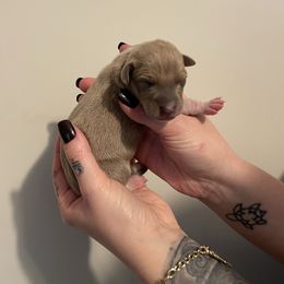 Male 1 Fawn - Fawn male Italian Greyhound puppy in Winfield, Kansas from F&M Italian Greyhounds