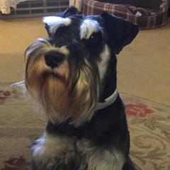 Sgt. Ryker - Miniature Schnauzer
