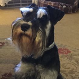 Sgt. Ryker - Miniature Schnauzer
