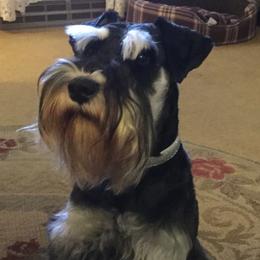 Sgt. Ryker - Miniature Schnauzer