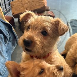 Scottish Terrier Puppies from Rocket's West Texas Scottish Terriers (WTX ST)