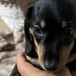 Dachshunds from CandCDachshunds