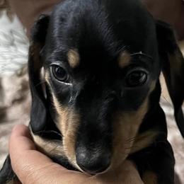 Dachshunds from CandCDachshunds