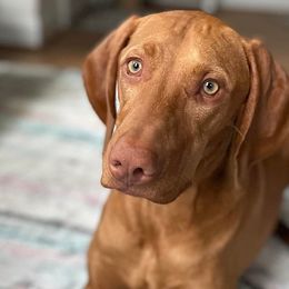 Miniature American Shepherds and Vizslas from New River Gorgeous Puppies