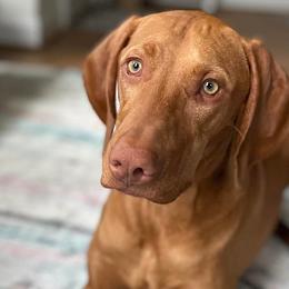 Miniature American Shepherds and Vizslas from New River Gorgeous Puppies