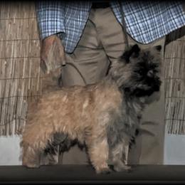 Cairn Terrier Puppies from Cairnforyou