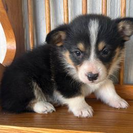 Mars - Black and tan male Pembroke Welsh Corgi puppy in Derby, Iowa from Newton Hay & Cattle