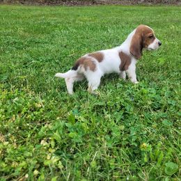 Basset Hound Puppies from Bassets of the Hollow