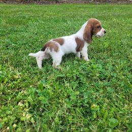 Basset Hound Puppies from Bassets of the Hollow