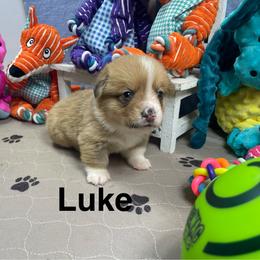 Luke - Sable male Pembroke Welsh Corgi puppy in Apison, Tennessee from Ashmore Corgis