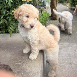 Zeus - Cream male Labradoodle puppy in Grants Pass, Oregon from Oregon Valley Pups