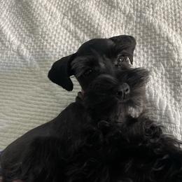 Rosee - Black female Miniature Schnauzer puppy in San Diego, California from KMS-Miniature Schnauzers