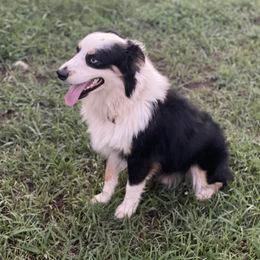 Pete - Miniature Australian Shepherd