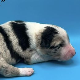 Boy 6 - BLUE MOON "MOONIE" - Blue merle Australian Shepherd puppy in Gowen, Michigan from XA AUSTRALIAN SHEPHERDS