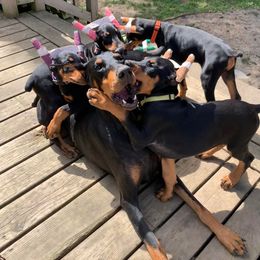 Doberman Pinscher Puppies from Spellbound Doberman Pinschers