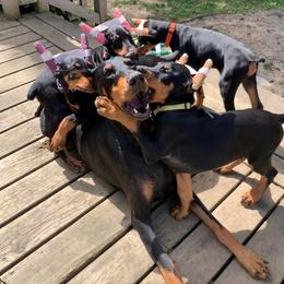 Doberman Pinscher Puppies from Spellbound Doberman Pinschers