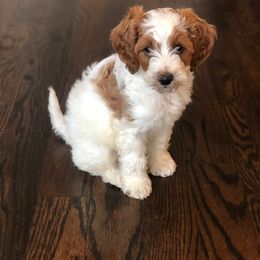 Goldendoodle Puppies from Mumzee Doodles