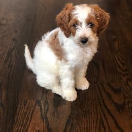 Goldendoodle Puppies from Mumzee Doodles