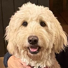 Bailey - Goldendoodle
