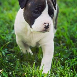 American Foxhound and American Staffordshire Terrier Puppies from Whitlow Kennel