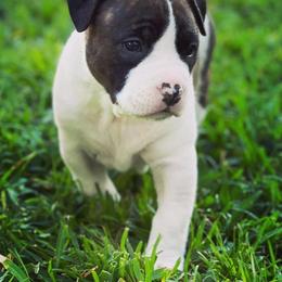 American Foxhound and American Staffordshire Terrier Puppies from Whitlow Kennel