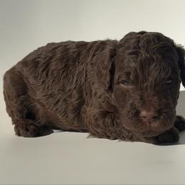 Toast - Chocolate male Goldendoodle puppy in Pulaski, Tennessee from Doodle My Heart