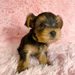 Yorkshire Terriers from Wildblumen Yorkies
