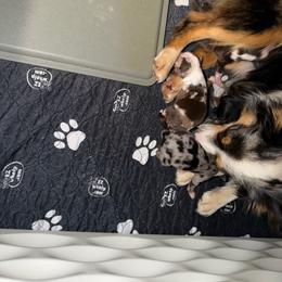 Boy 1 - Red tri male Toy Australian Shepherd puppy in Bogata, Texas from Maple Creek Run