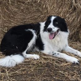 Ready - Border Collie