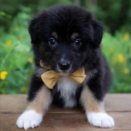 Huntsman - Black tri-color male Australian Shepherd puppy in Georgetown, Texas from River Reign Australian Shepherds