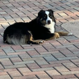 Thunder - Miniature Australian Shepherd
