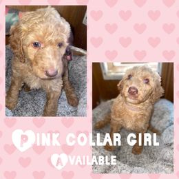 Goldendoodle Puppies from High Standards Az
