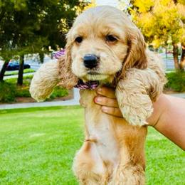Benjie - Golden male Cocker Spaniel puppy in Santa Ana, California from American Cocker Spaniel