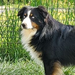 Dante - Miniature Australian Shepherd