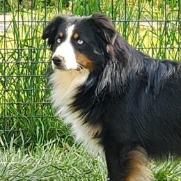 Dante - Miniature Australian Shepherd