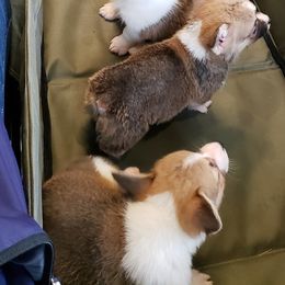 Pembroke Welsh Corgi Puppies from Creme De La Creme Corgis
