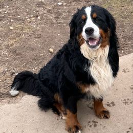 Sadie - Bernese Mountain Dog