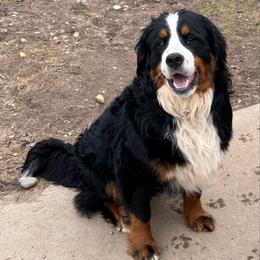 Sadie - Bernese Mountain Dog